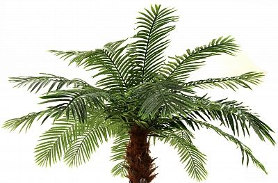 Bocaro date palm