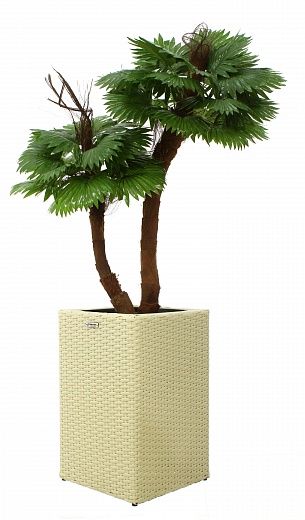 Palm Washingtonia avassa cachepot Dekollete Rattan Cube 50