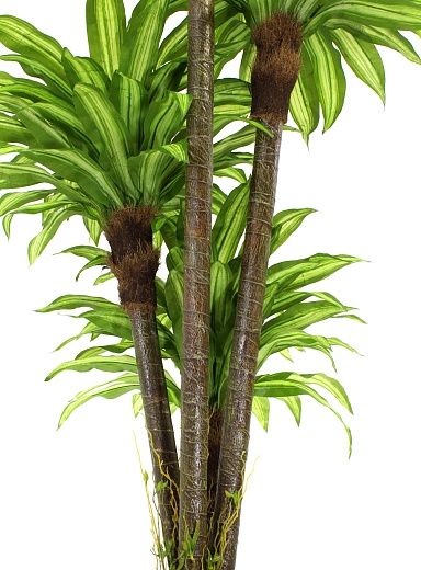 Dracaena Buscher Cachepot Dekollete Kuno 57