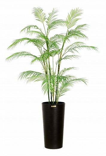 Date palm Elbay cachepot Dekollete Serso 46