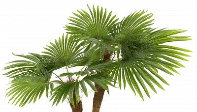 Washingtonia Karo planters Dekollete Stream 27