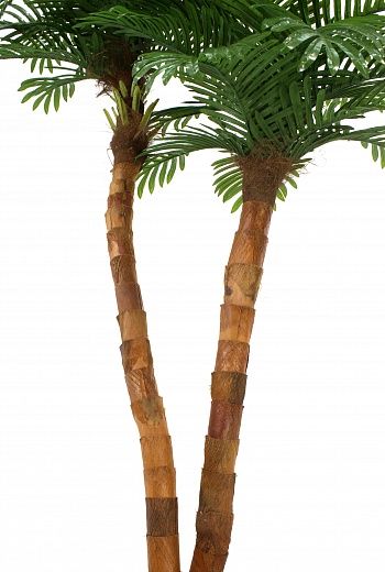 Amara date palm