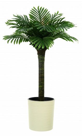 Date palm Saada cachepot Dekollete Clasico 30 Eco