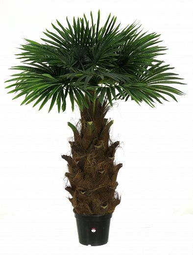 Washingtonia Hanan