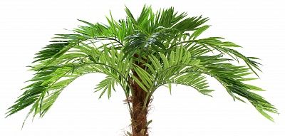 Mergui date palm