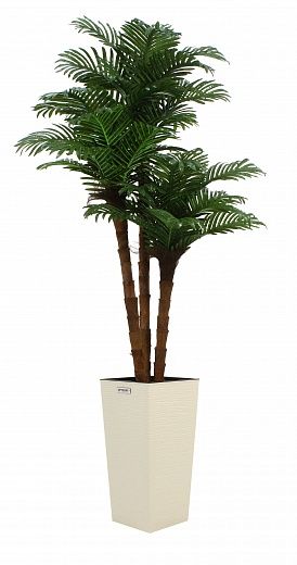 Date palm Atwood cachepot Dekollete Kuno 57