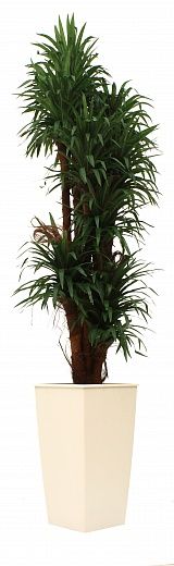 Dracaena Basu Cachepot Dekollete Kuno 46