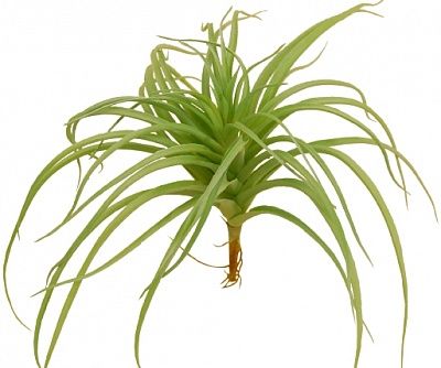 Tillandsia Morelia