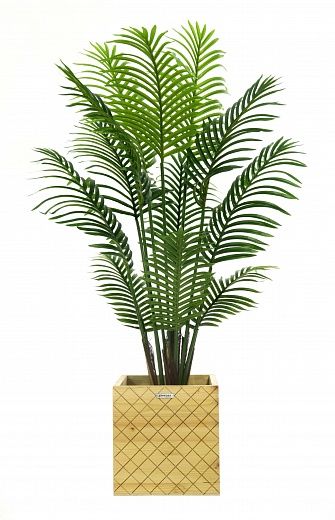 Madia date palm cachepot Dekollete Gurido 30