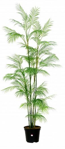 Elbay 180 date palm