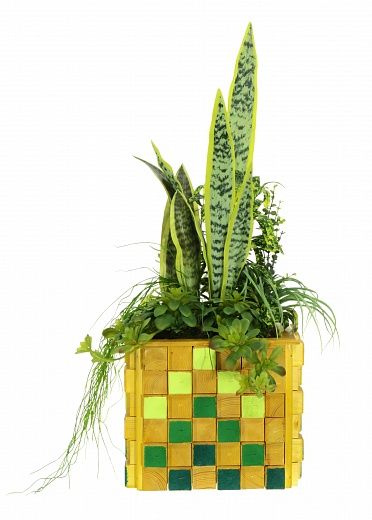 Sansevieria Gurun available to order 1 piece