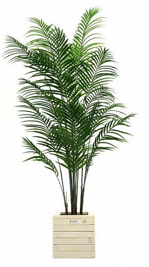 Date palm Carthage cachepot Dekollete Roca Cube 30