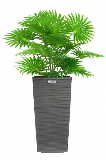 Palm Washingtonia Vittoria cachepot Dekollete Cuno 46