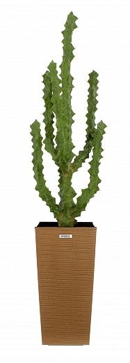 Cactus Ridge Cachepot Dekollete Kuno 46 Eco available to order 1 piece