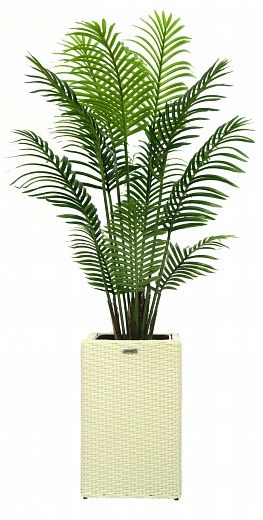 Madia date palm cachepot Dekollete Rattan Cube 50