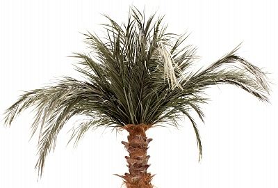 Townsville date palm available in order of 1 piece only