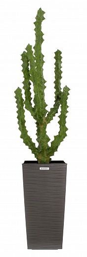 Cactus Ridge Cachepot Dekollete Kuno 46 available to order 1 piece