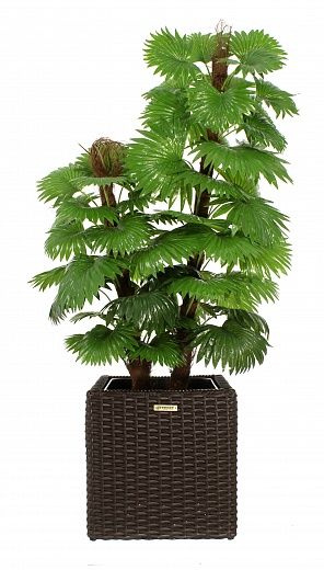 Palm Washingtonia Anaba cachepot Dekollete Rattan Cube 32