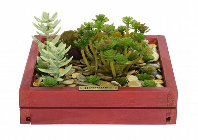 Phytopanno succulent Raul available to order 1 piece