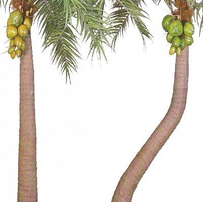 Coconut palm Finger palm