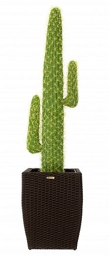 Cactus Mexico Cachepot Dekollete Rattan Cone 50