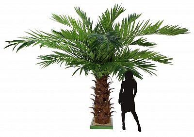 Date Palm Dover