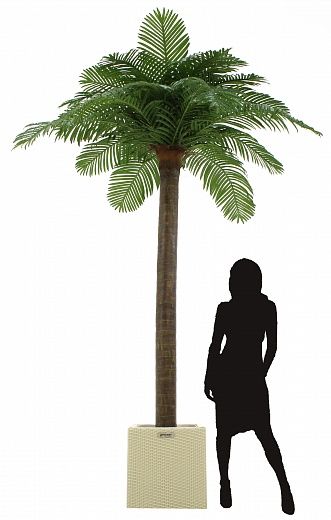 Date Palm Eskel Cachepot Dekollete Rattan Cone 50