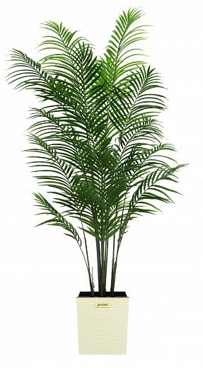 Date Palm Carthage Cachepot Dekollete Clasico 30