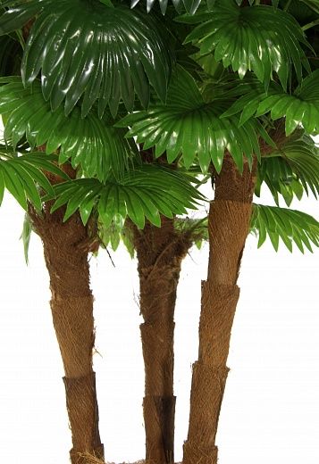 Palm Washingtonia Ruiba cachepot Dekollete Chess 30 color