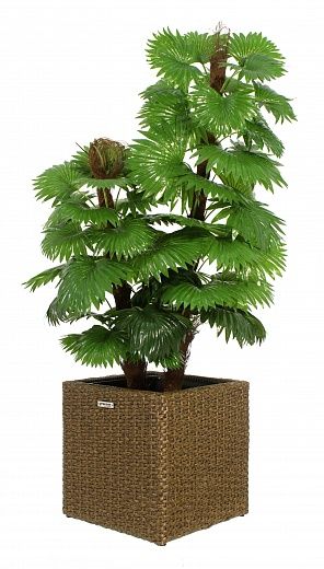 Palm Washingtonia Anaba cachepot Dekollete Rattan Cube 32