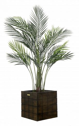 Date palm Kariba cachepot Dekollete Chess 30 color