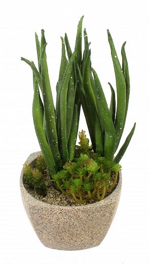 Agave Lunga Composition Cachepot Dekollete Granite