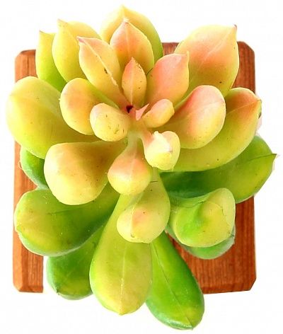 Succulent composition Pert Green