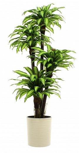 Dracaena Buscher Cachepot Dekollete Clasico 30 Eco