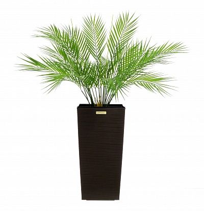 Palm Ayora Tres cachepot Dekollete Cuno 46