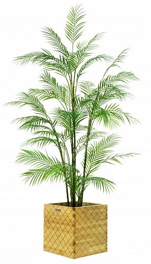 Elbay date palm 160 cachepot Dekollete Gurido 30