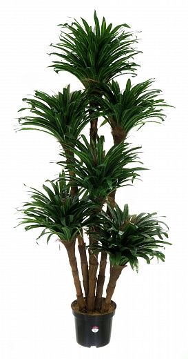 Dracaena David