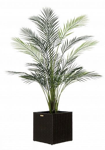 Date palm Kariba 150 cachepot Dekollete Rattan Cube 32