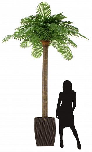 Date Palm Eskel Cachepot Dekollete Rattan Cone 50