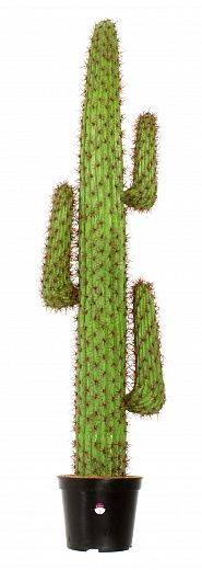 Cactus Mexico Tato