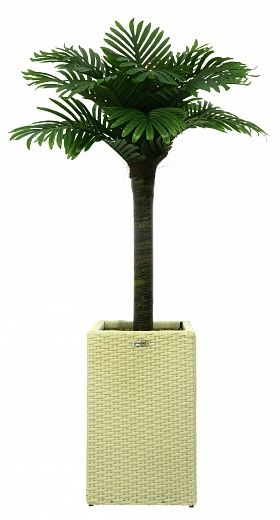 Date palm Saada cachepot Dekollete Rattan Cube 50