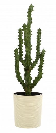 Cactus Ridge Cachepot Dekollete Clasico 30 Eco available to order 1 piece