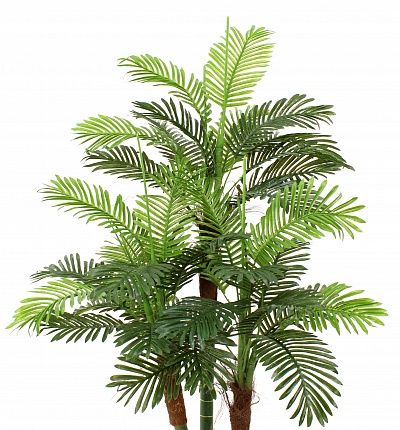 Date palm Aragon cachepot Dekollete Kuno 46