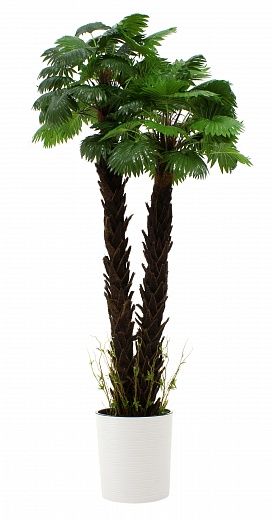 Palm Washingtonia malida cachepot Dekollete Clasico 30