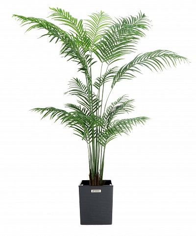 Date Palm Monastir 240 cachepot Dekollete Clasico 30