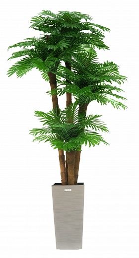 Date Palm Cherry Cachepot Dekollete Kuno 46 Eco