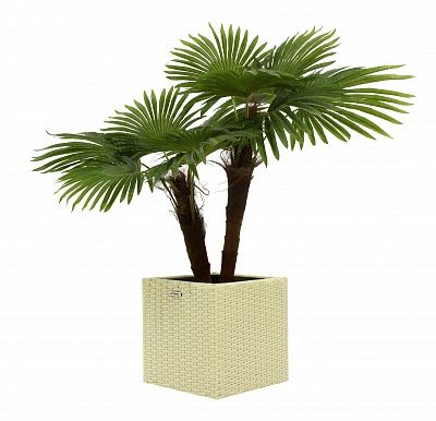 Washingtonia Karo planters Dekollete Rattan Cube 32