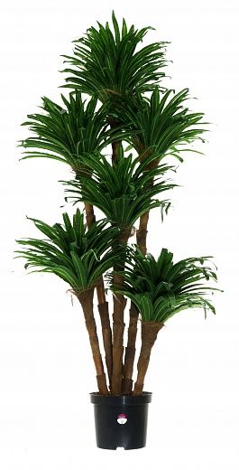 Dracaena David