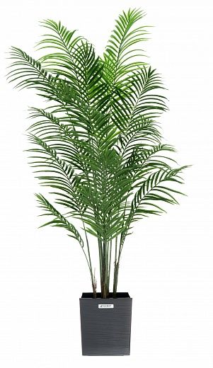 Date Palm Carthage Cachepot Dekollete Clasico 30