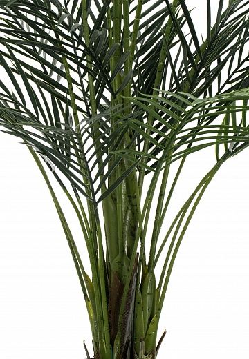 Date palm Kariba 150 cachepot Dekollete Rattan Cube 32